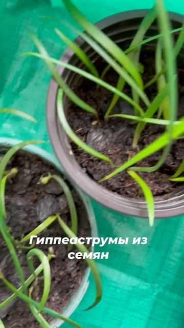 Результат посева семян гиппеаструмов 100% смотреть онлайн
