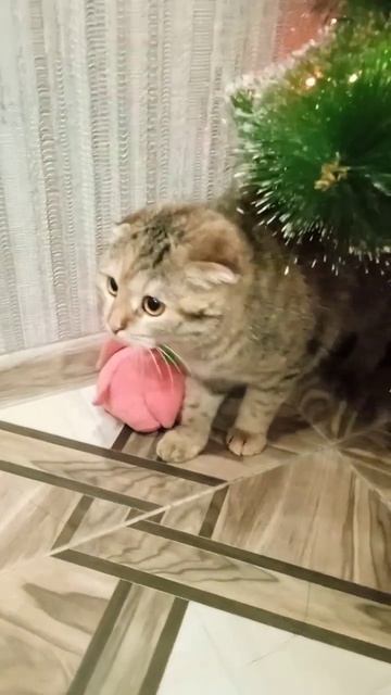 Кошка испугалась щенка чихуахуа микро, 9 серия