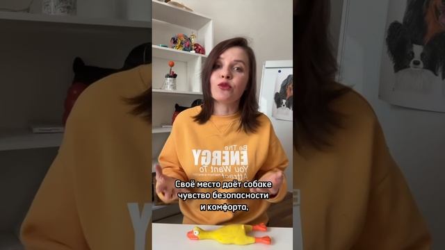 Нужна ли собаке лежанка