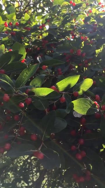 Жимолость татарская: весна/лето ❤️ смотреть онлайн