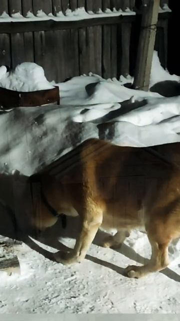 Копченый перепел,слюни до пола. Вкуснее не придумаешь