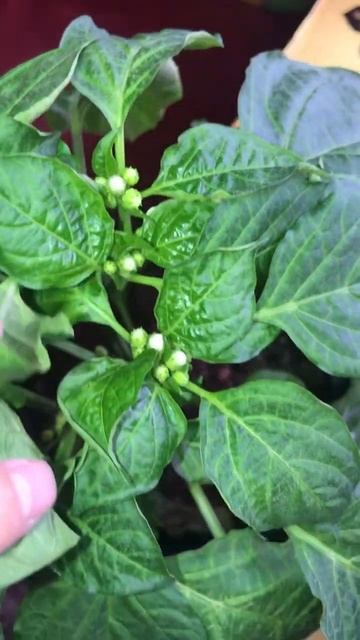 Перец цветет! 😍 а аромат какой стоит 🤩 #огород #огоро? смотреть онлайн