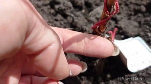 Мой древовидный пион/Алтайский край