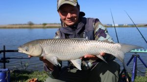 Рыба амур на фидер тут хорошая рыбалка