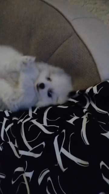 Жан 🤩 #шпиц #померанский #собака