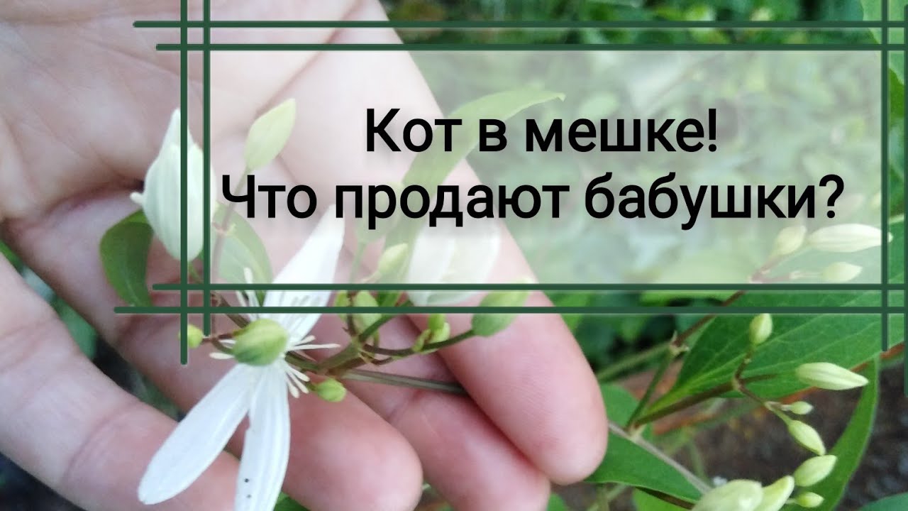 Обман на рынке рассады. смотреть онлайн