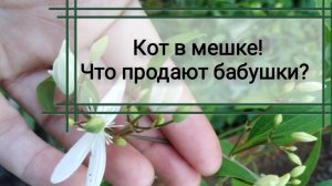 Обман на рынке рассады.