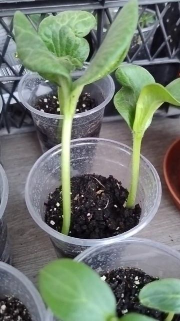 Рассада тыквы Хоккайдо #рассада #тыква #хоккайдо смотреть онлайн