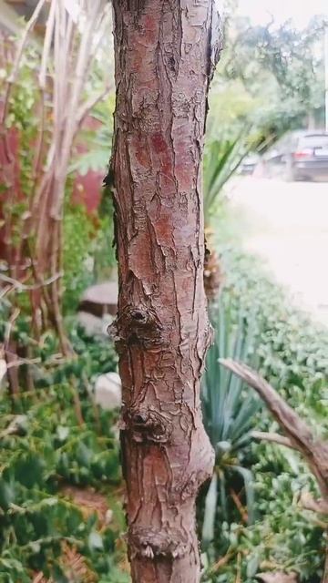 Туя из семян #хвойные #топиарий #ниваки #сад смотреть онлайн