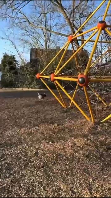 Danger Dog/Когда Тебя долго не выпускали Поиграть на Детск? смотреть онлайн