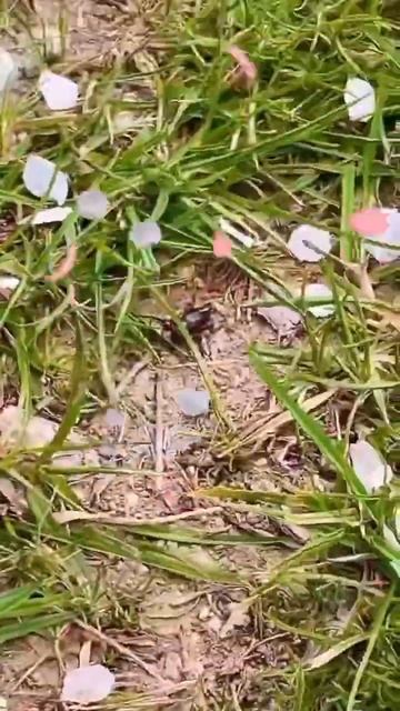 Что за дерево в Крыму так цветет в конце марта ? Как сак смотреть онлайн