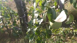 Груша « Ноябрьская»- одна из фавориток зимних сортов гр