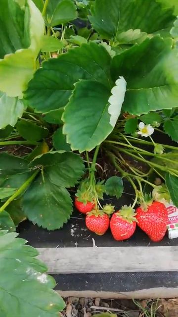 Клубника АЛЬБА 👍 смотреть онлайн