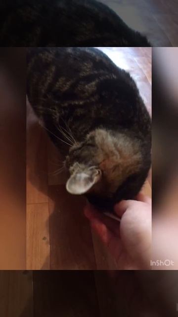 Кот Валик нашел дом смотреть онлайн