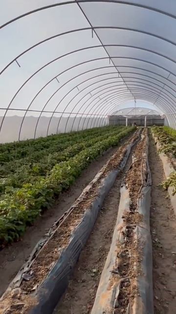 Теплицы сезон клубники закрыли. Корчуем клубнику. смотреть онлайн