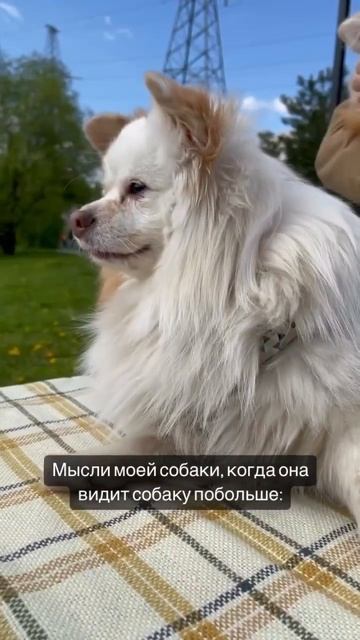 Медиадичь в ИHCT: mediadich #собака #шпиц #собаки #шпицы  #mediadich #медипдичьблог