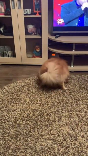 это любовь.шпиц и его девушка.18+ смотреть онлайн