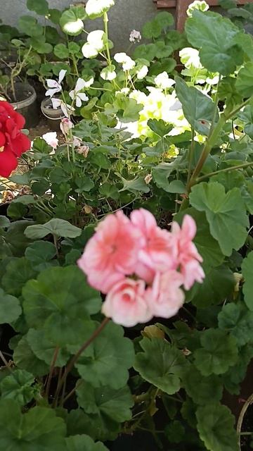 Герань. Нежный цветочек без названия сорта. смотреть онлайн