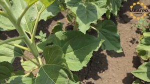 Гибрид подсолнечника Фортуна F1 ,  6 июня  2024г   Краснода?