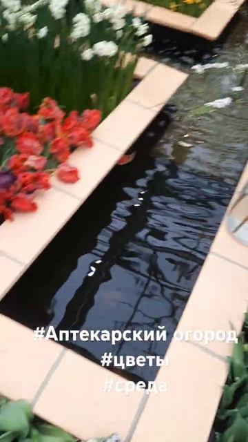 #Аптекарский огород #цветы #среда смотреть онлайн