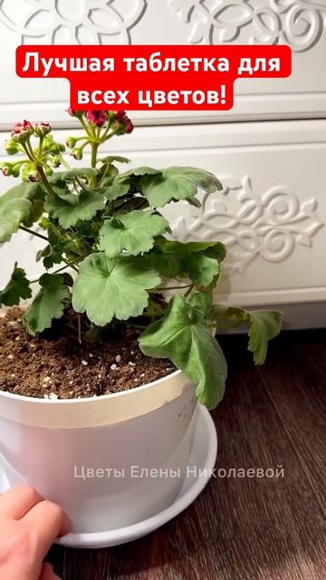 1 таблетка под любой цветок и даже чахлый оживет! #гера? смотреть онлайн