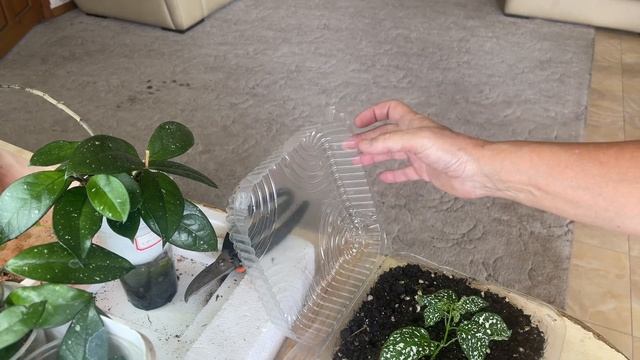 Вырастила Гипоэстес из семян. Дальнейший уход, обрезк? смотреть онлайн