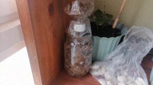 Проращивание шелковицы из семечек.