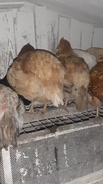Обзор кур в ночном курятнике! #курынесушки #chick #chicken #ку смотреть онлайн