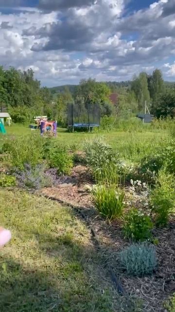 Процесс роста и цветения моих многолетников смотреть онлайн