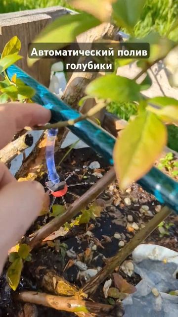 Автоматический полив голубики своими руками #автомат? смотреть онлайн