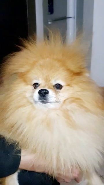 Муся наэлектризовался. Померанский шпиц смотреть онлайн