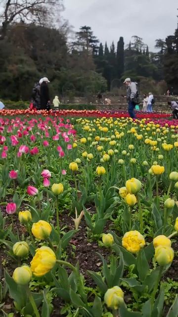Красиво?❤️ #Крым #парадтюльпанов #цветы #тюльпаны #кра смотреть онлайн