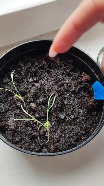 Рассада на осень. Эшшольция #shorts #youtubeshorts смотреть онлайн