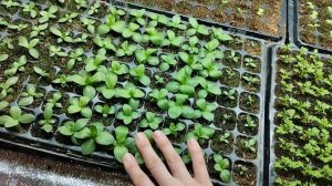 моя рассада #эустома #матрикария #матиола