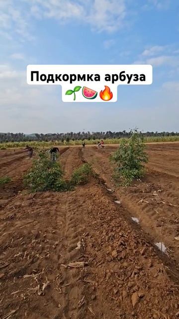Подкормка арбуза 🌱🍉🔥 смотреть онлайн
