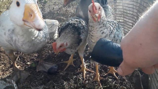 Поединок Петухов и Гусят Борьба за Кабачок смотреть онлайн