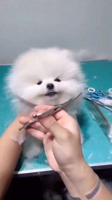 Стрижка, которая делает милее