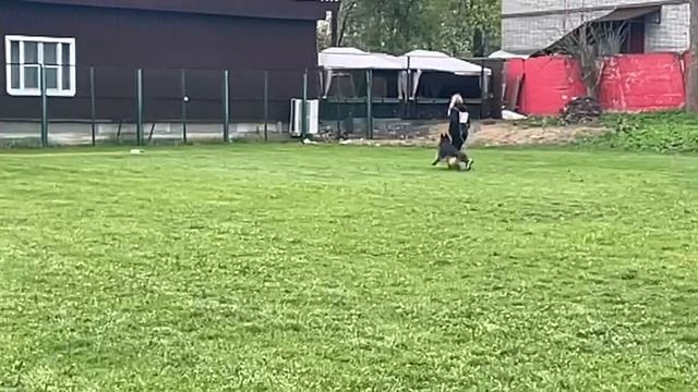 1 Отл. КЧК VARVARA Arbeit's Aristokraten +++ №52 / КЧК СМОЛЕНСК 1 мая`25 Е.Силаева Моно нем.овчарок