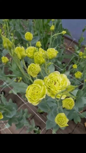 Загляденье! Красавица эустома 😍 смотреть онлайн