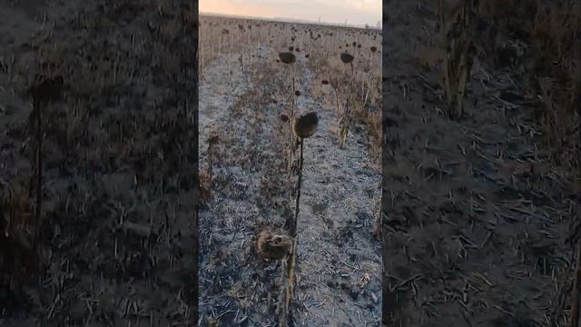 ТУРЕЦКИЙ ГАМБИТ НАОБОРОТ¿¿¿ или ЗАТРАТЫ КОЛОСАЛЬНЫЕ, смотреть онлайн