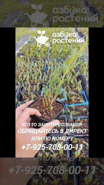 Пересаживаем туи и можжевельник в горшки p9.#питомникр? смотреть онлайн