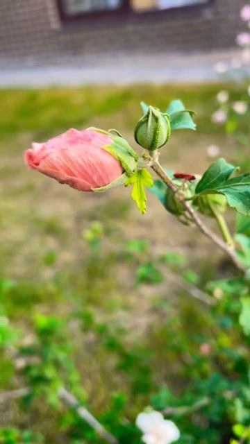 Гибискус сирийский сортовой#гибискус #гибискуссортов смотреть онлайн