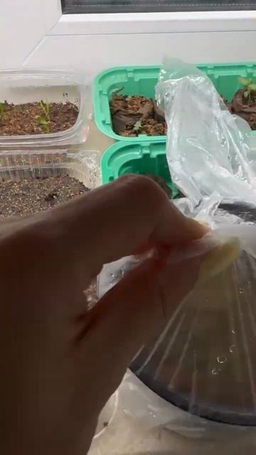 Всходы лобелии и лаванды 1 смотреть онлайн