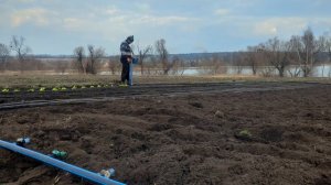 Посадка Листового САЛАТА в Грунт. Салат ЛОЛЛО БИОНДА. ?