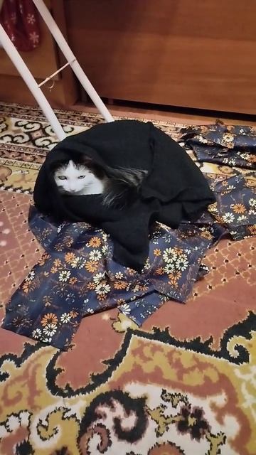 Муся-тряпичница))) или начали шить новую лежанку