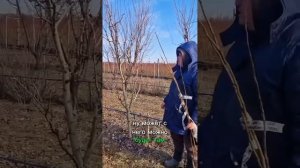 Какой Подвой Для Груши Лучше? Айва Или Дикая Груша? Раз