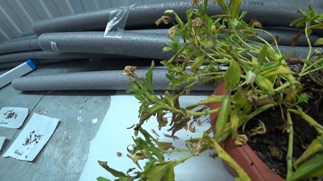 Собираем семена с катарантуса🌺 смотреть онлайн