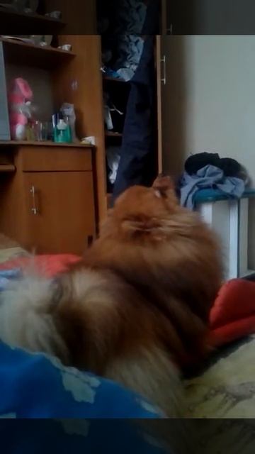 Песня шпица