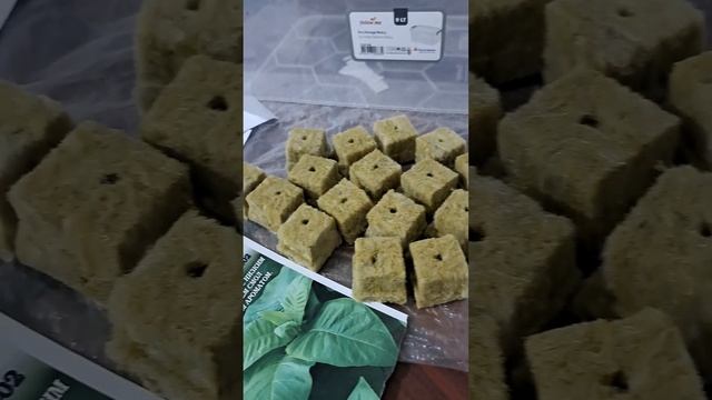 Вирджиния #огород #фазенда #садоводы #растениеводство