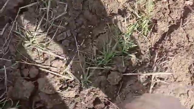 Поздний посев 24.10.2019г. и результат весной в марте 2020г. смотреть онлайн